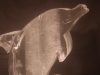 Rough Cut Dolphin Front