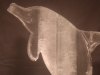 Rough Cut Dolphin Back